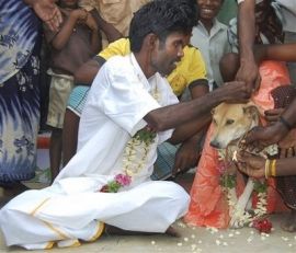 Matrimonio entre un hombre hindú y una perrita
